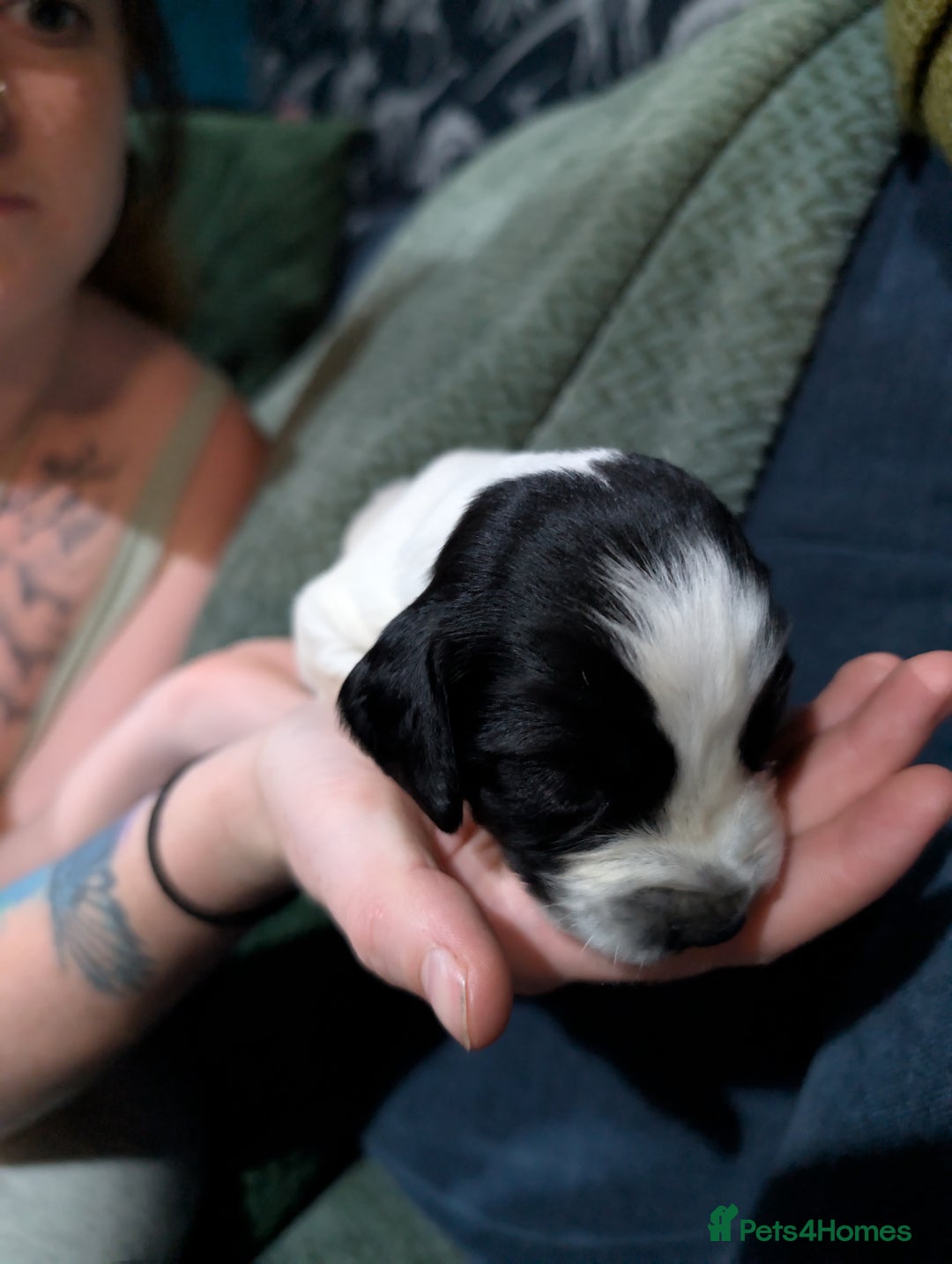 Mixed Breed dogs for sale: 3 cocker spaniel - sprollie pups - Image 3