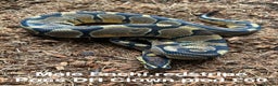 Python Snake reptiles for sale: Royal Pythons Various Ones Available  - Advert 2