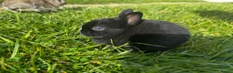 Mixed Breed rabbits for sale: Baby bunnies for sale - Advert 1