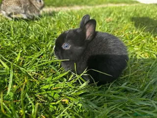 Mixed Breed rabbits Baby bunnies for sale - Advert 1