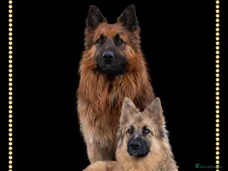 German Shepherd dogs Stunning babys - Advert 3