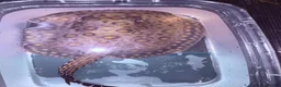 Other/Mixed Breed fish for sale: Mini Marble Stingray in Peterborough - Advert 2