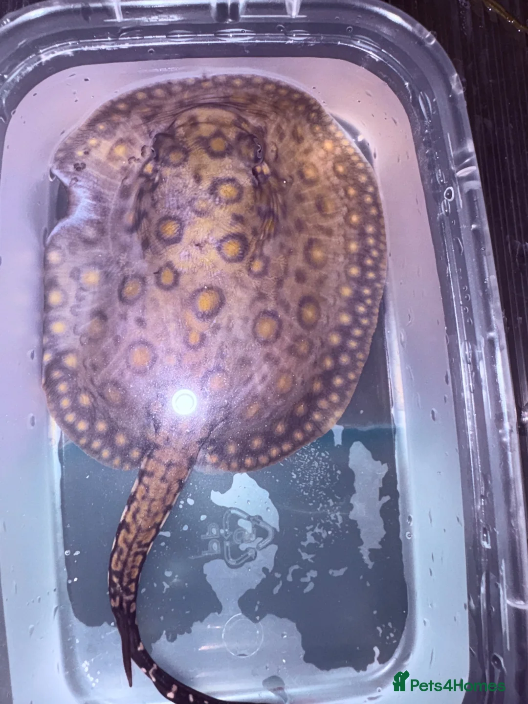 Other/Mixed Breed fish for sale: Mini Marble Stingray in Peterborough - Advert 2