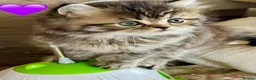 British Longhair cats for sale: Beautiful Longhaired Kittens  - Advert 10