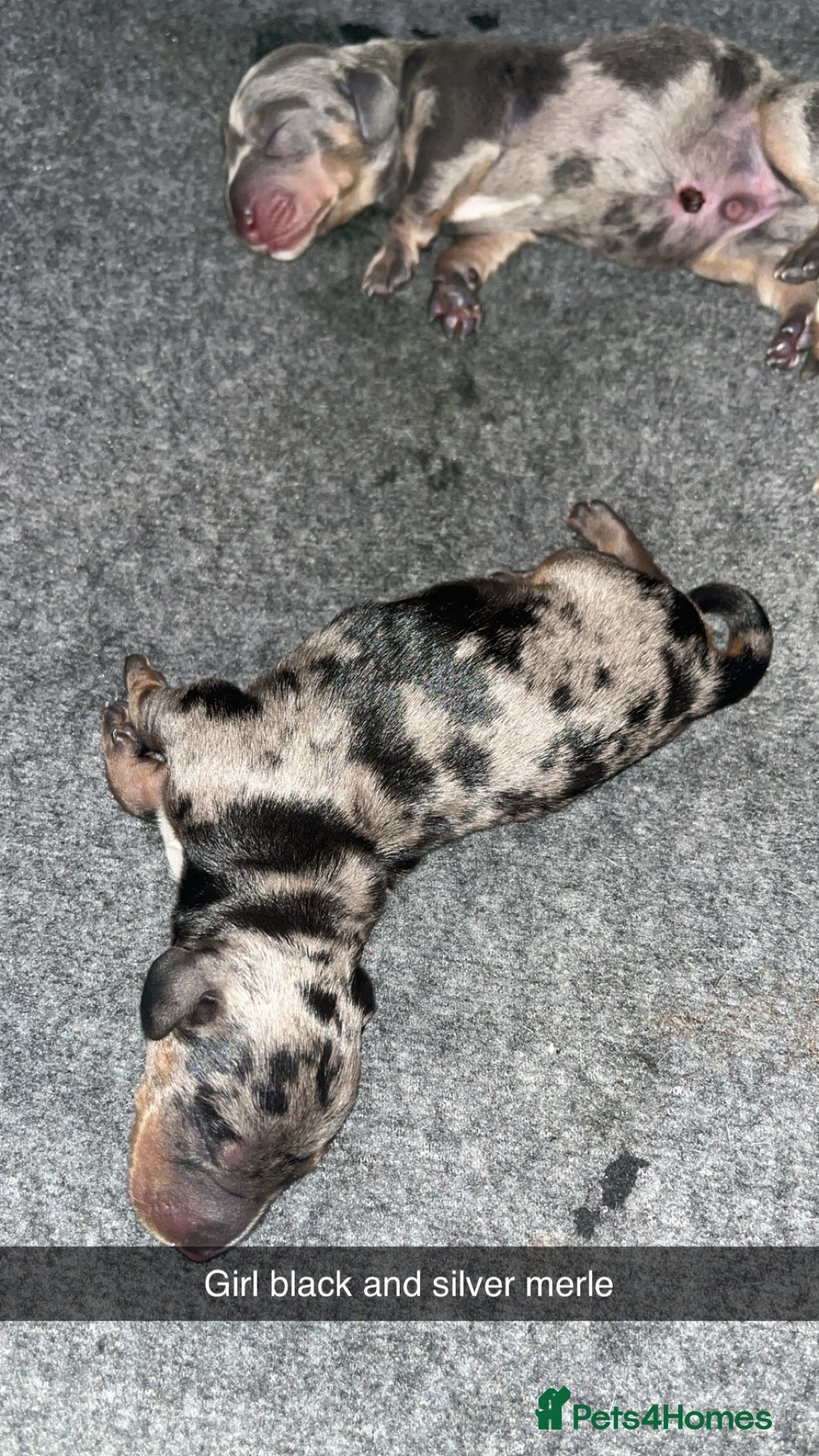 Dachshund dogs for sale: Dachshunds puppies for sale - Image 11