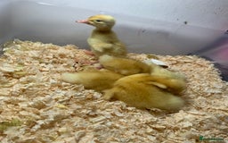 Canaries birds for sale: Pekin ducklings  - Image 5