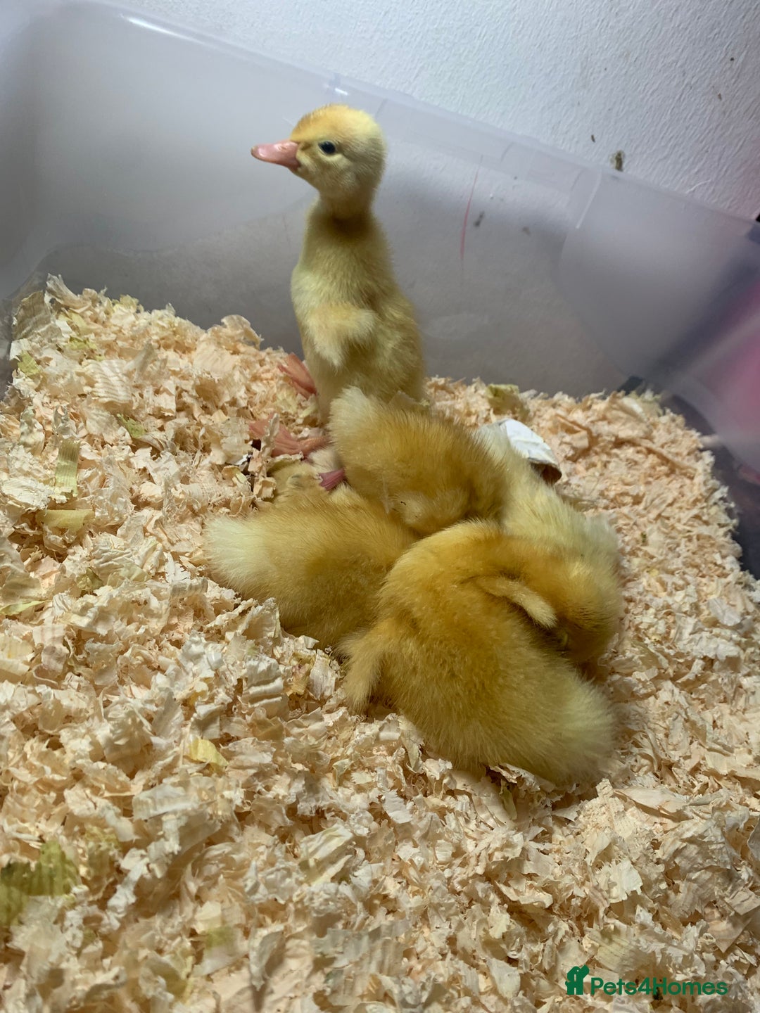 Canaries birds for sale: Pekin ducklings  - Image 5