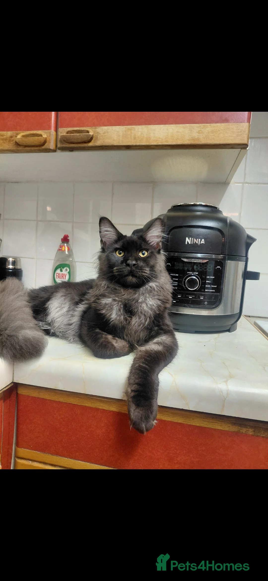 Maine Coon cats for sale: Black smoke boy looking for forever home - Advert 2