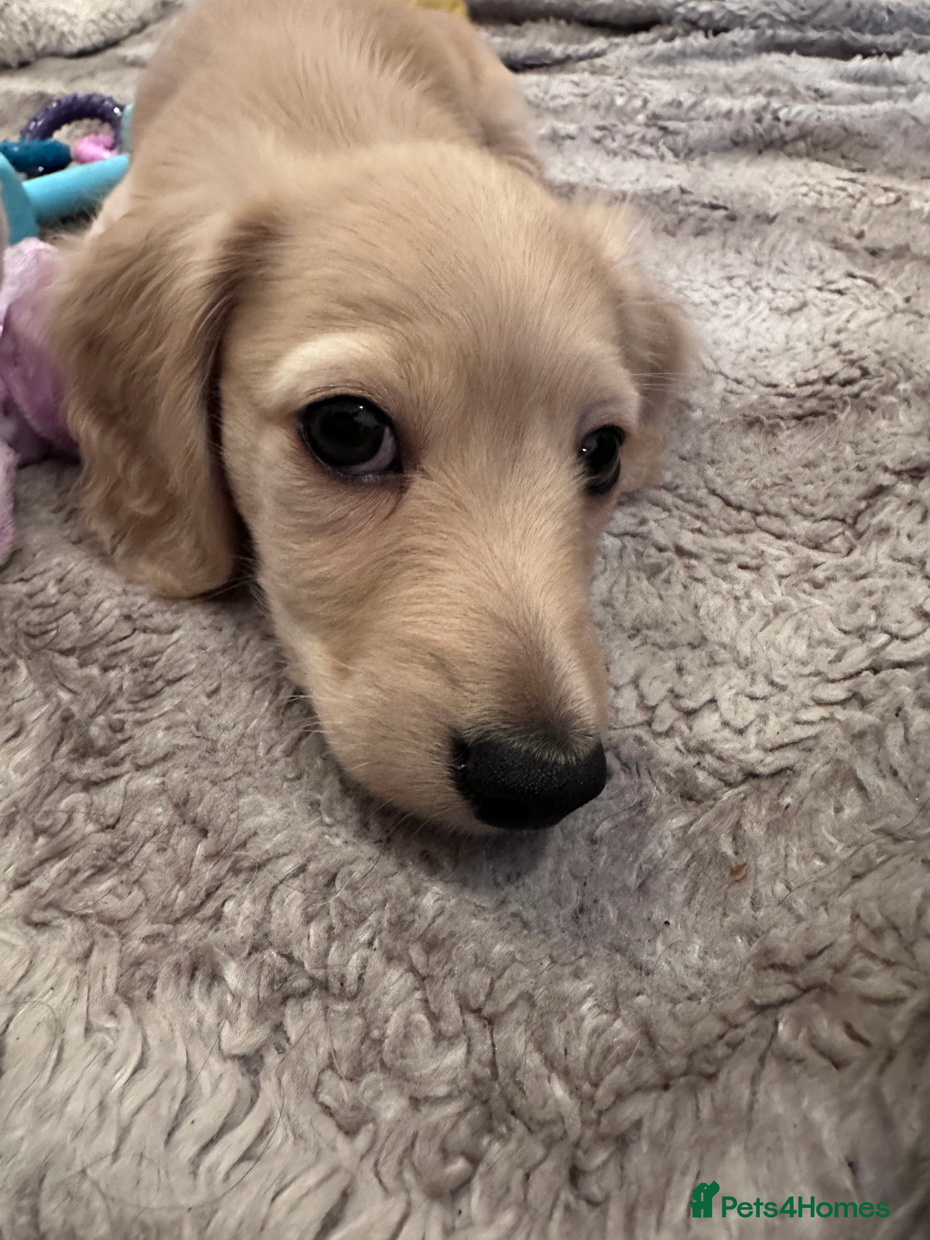 Miniature Dachshund dogs for sale: Miniature long haired dachshunds  - Advert 13