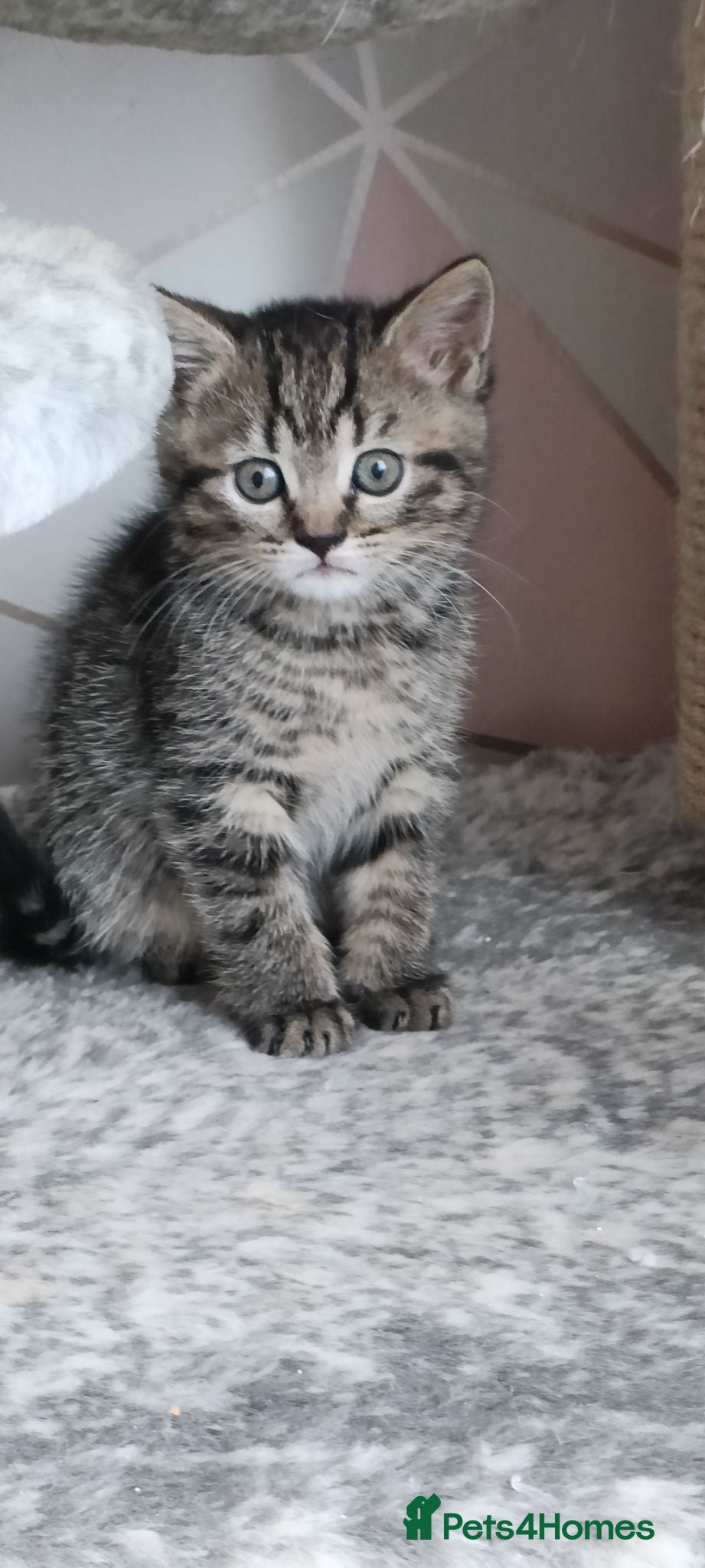 Scottish Fold cats Scottish fold kittens - Advert 2
