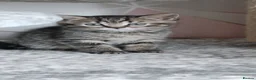 Scottish Fold cats for sale: 🥰Scottish fold kittens🐾💞🏡😍 - Advert 21