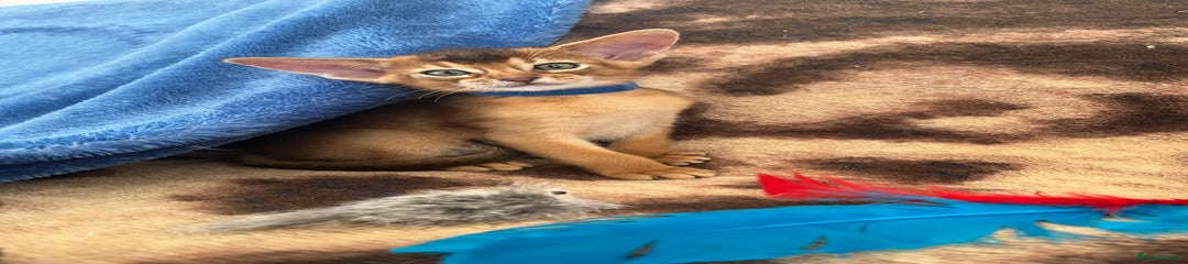 Abyssinian Kitten 2