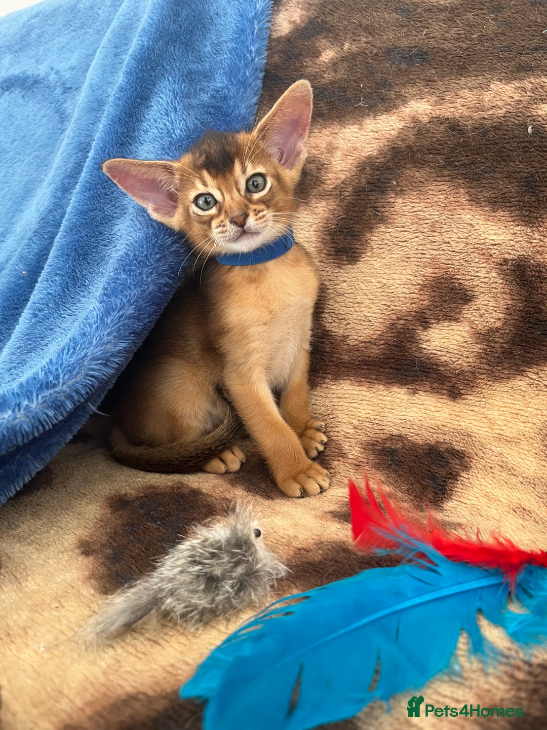 Abyssinian cats for sale: Beautiful Abyssinians kittens - Image 4