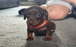 Miniature Dachshund dogs for sale: Smooth haired Miniature dachshund - Image 5