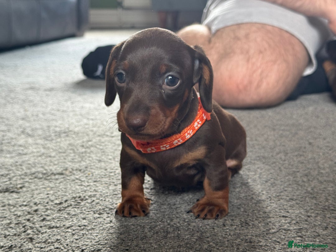 Miniature Dachshund dogs for sale: Smooth haired Miniature dachshund - Image 5