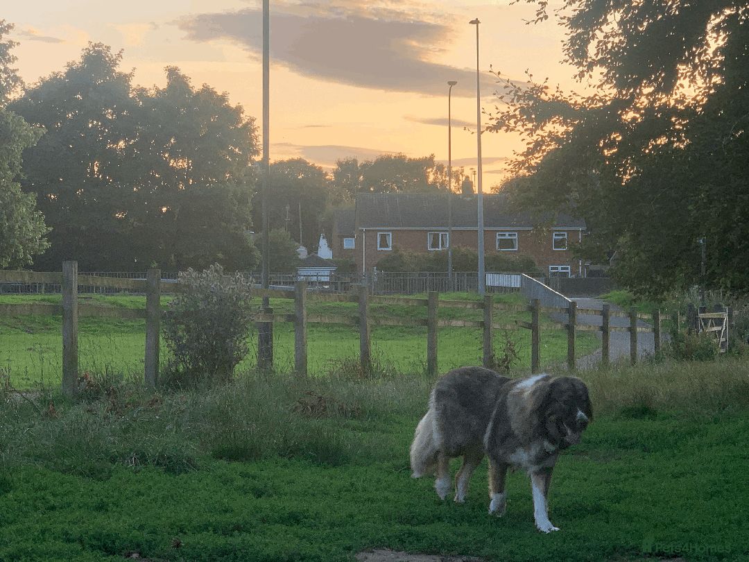 Caucasian Shepherd Dog dogs for sale: Caucasian Shepherd Dog - Image 4