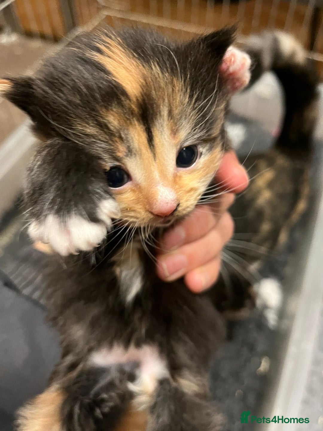 Mixed Breed cats for sale: Beautiful kittens - Advert 4