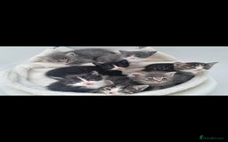 Mixed Breed cats for sale: Mixed ragdoll x mainecoon  - Image 1