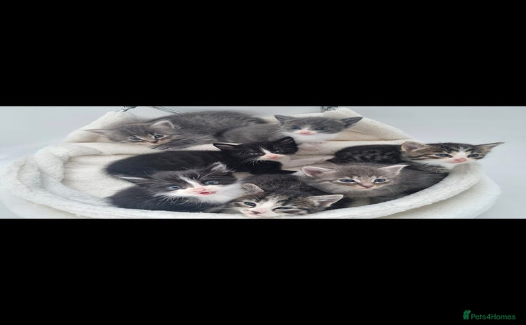 Mixed Breed cats - Advert 12