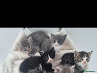 Mixed Breed cats - Advert 21