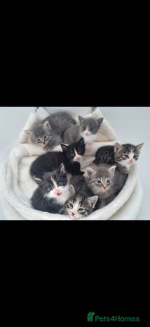 Mixed Breed cats - Advert 12