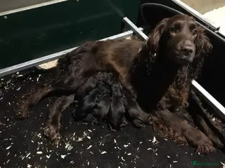 Cocker Spaniel dogs Working cocker pups - Advert 1