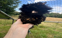 Chickens poultry for sale: Poland Bantams Available  in High Wycombe - Image 6