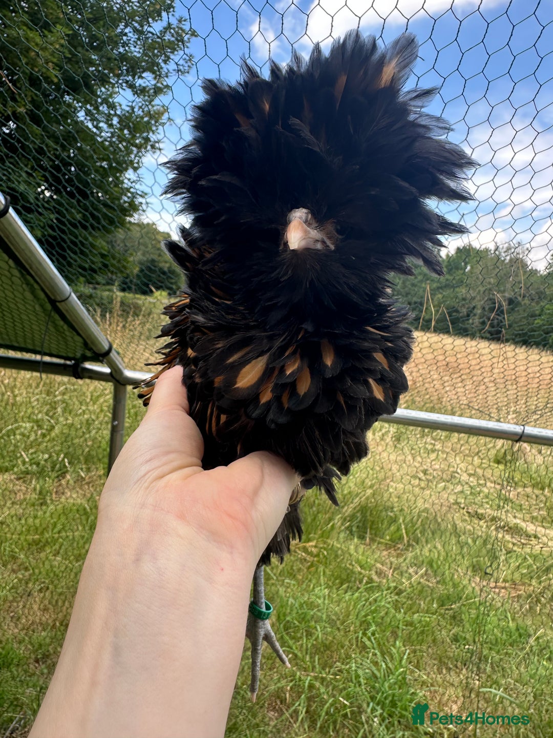 Chickens poultry for sale: Poland Bantams Available  in High Wycombe - Image 6