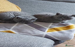 British Shorthair cats for sale: GCCF Registered British Shorthair  - Image 4