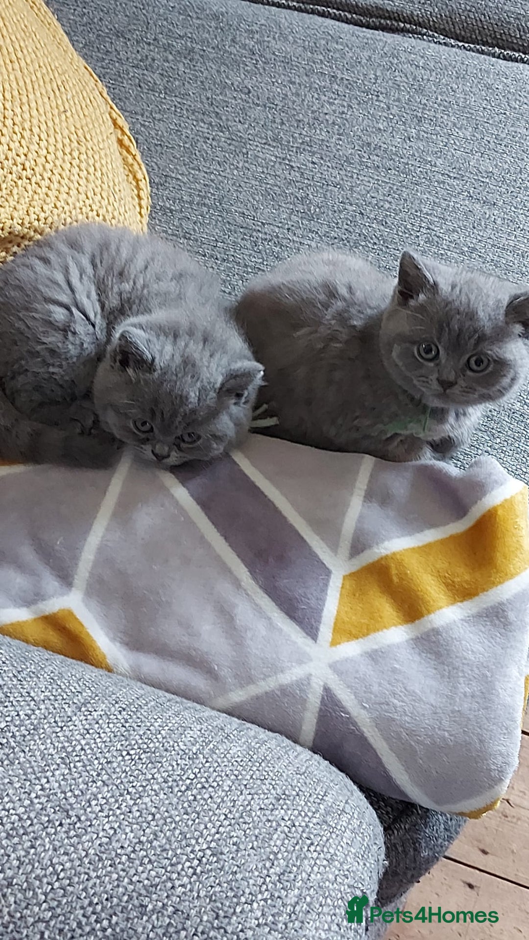 British Shorthair cats for sale: GCCF Registered British Shorthair  - Image 4