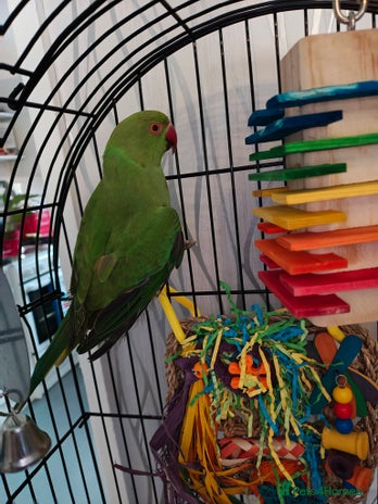 Ringnecks birds - Advert 4