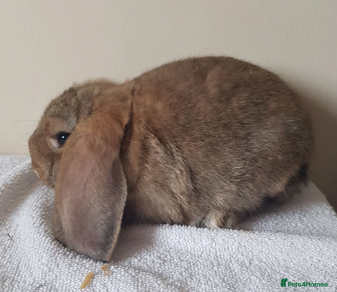 German Lop rabbits for sale: Baby buck rabbits - Advert 2