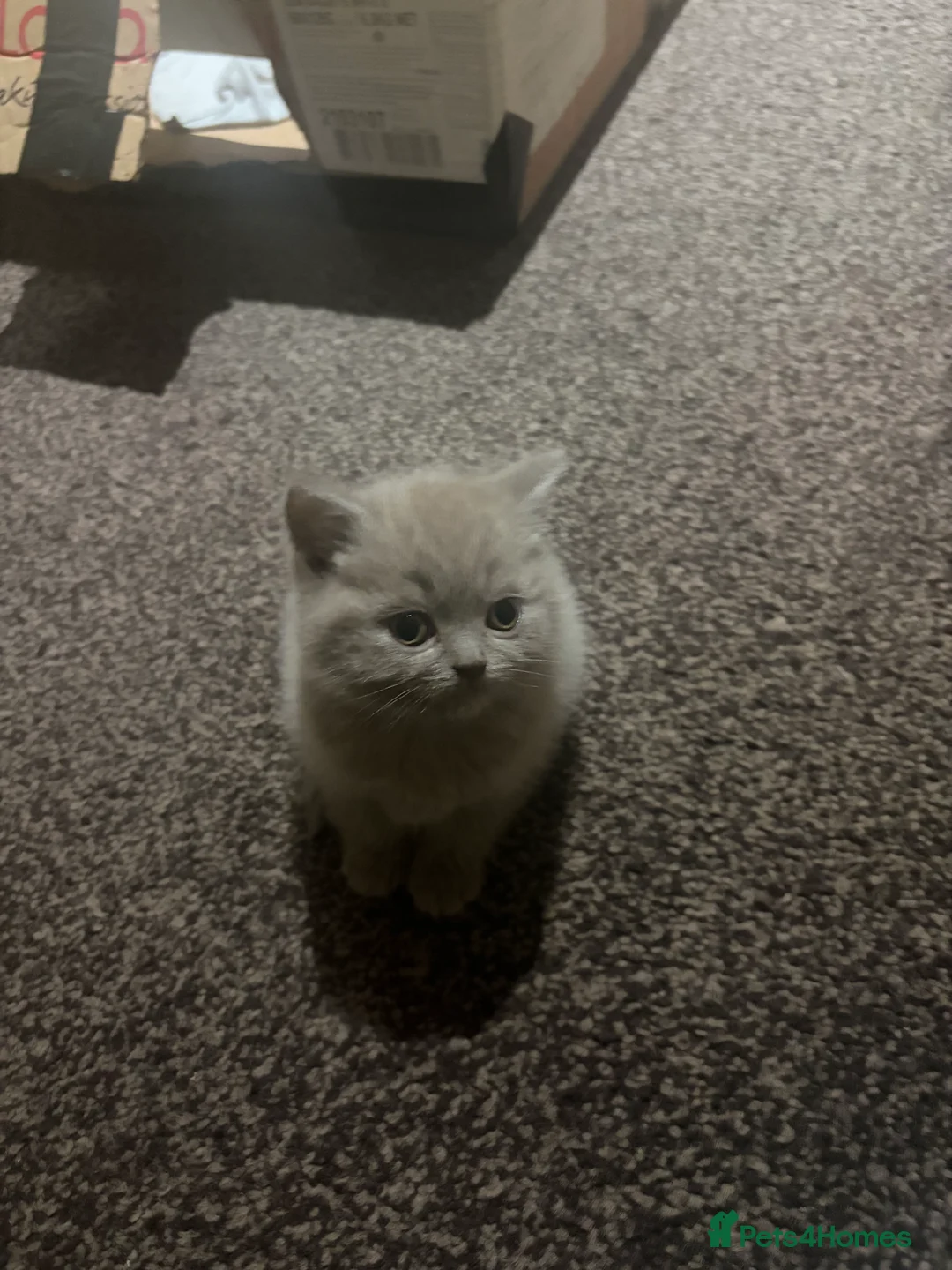 British Shorthair cats for sale: Cute and cuddly British Shorthaired kittens  - Advert 20