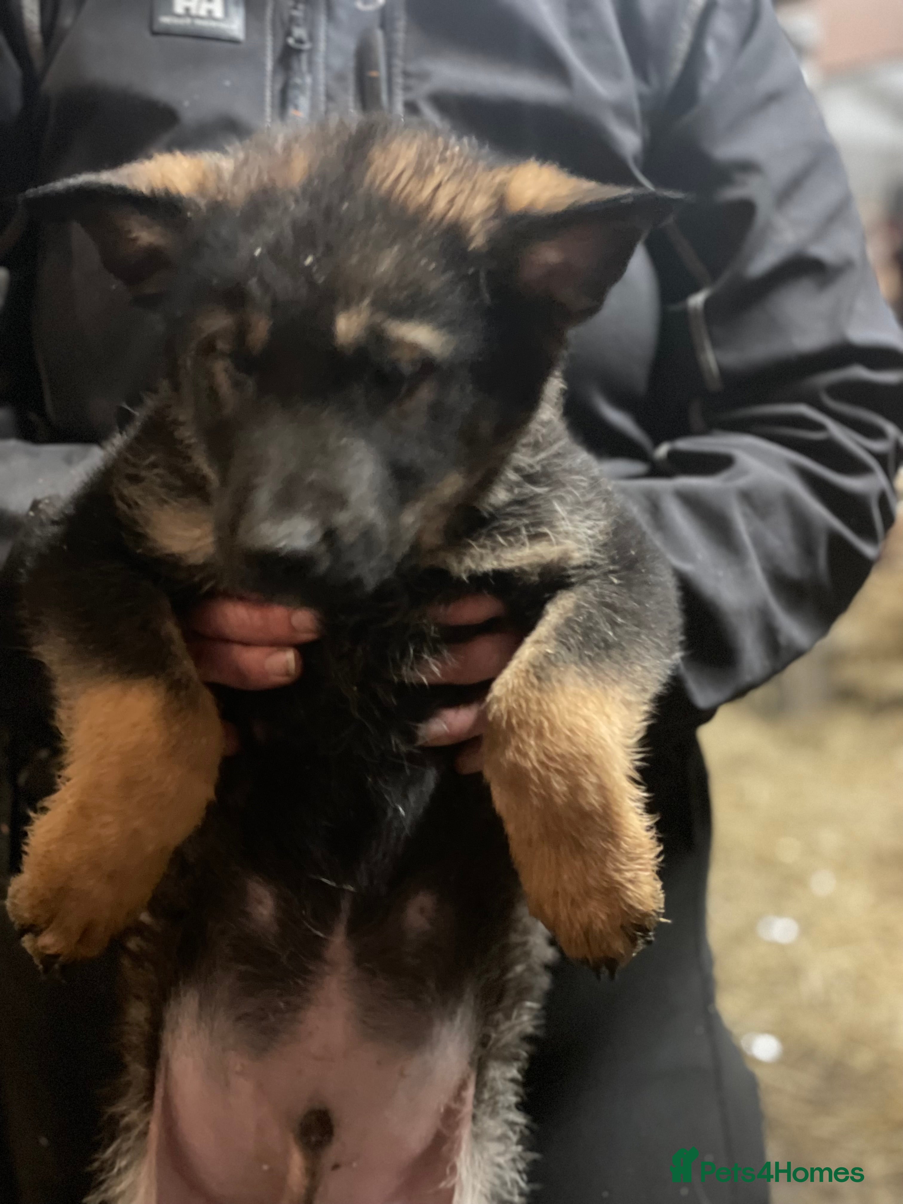 Shepsky dogs German Shepherd cross Husky Puppies  - Advert 1