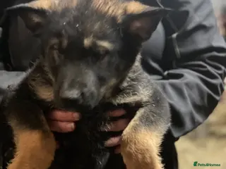 Shepsky dogs German Shepherd cross Husky Puppies - Advert 1