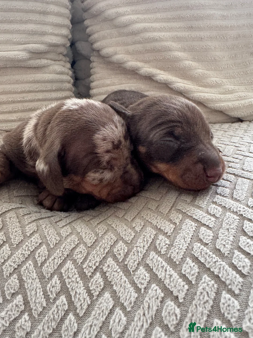 Miniature Dachshund dogs for sale: Stunning quality mini dachshund girls true to type - Advert 1