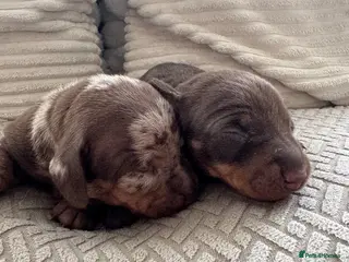 Miniature Dachshund dogs Stunning quality mini dachshund girls true to type - Advert 2