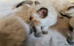 Ragdoll cats for sale: Ragdoll kittens  - Image 18