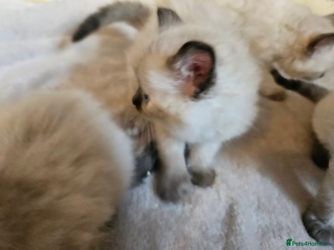 Ragdoll cats for sale: Ragdoll kittens  - Image 18