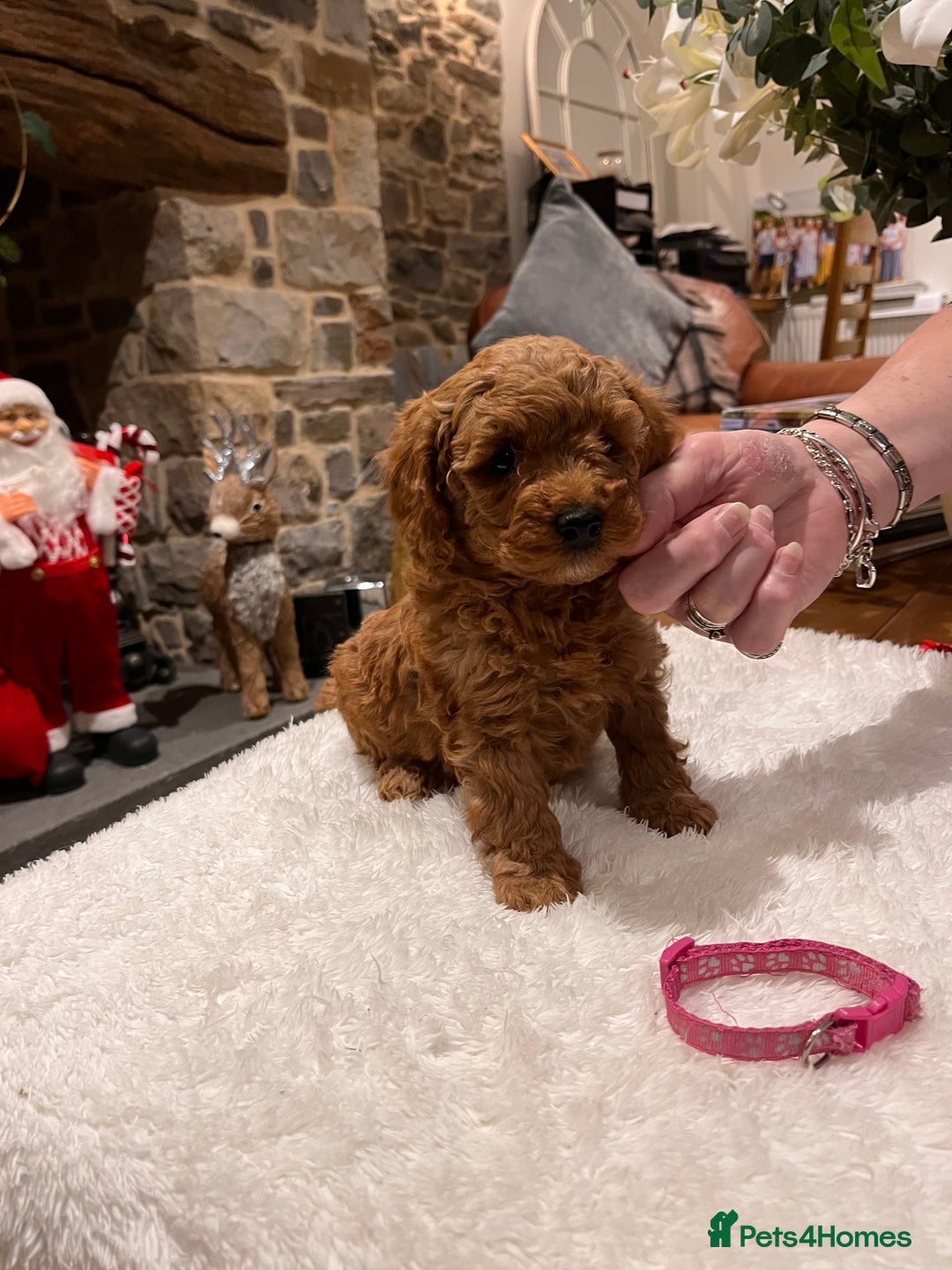 Toy Poodle dogs for sale: Stunning  Red Toy Poodle  puppies  - Advert 8