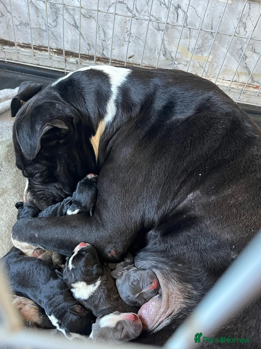 American Bull Staffy dogs for sale: Staffy pups - Advert 22