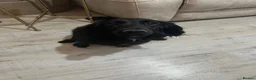 Cockapoo dogs for sale: F1 Cockapoos - Advert 1