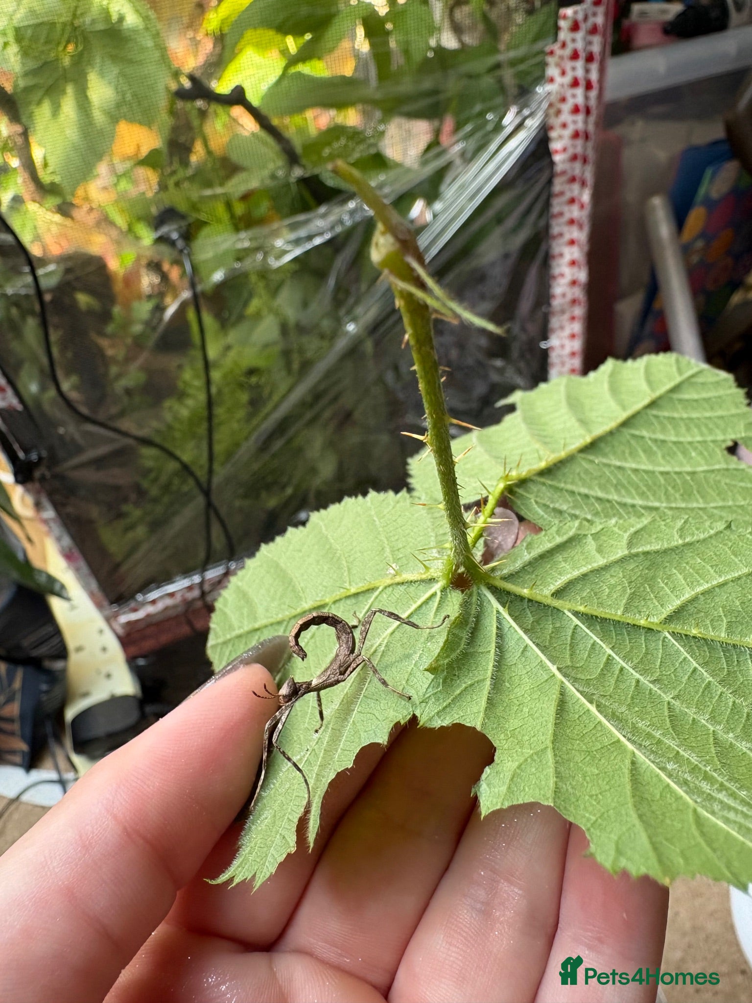 Stick Insects invertebrates Giant Prickly stick insect - Advert 2