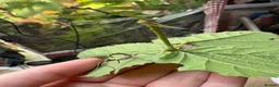 Stick Insects invertebrates for sale: Giant Prickly stick insect - Advert 2