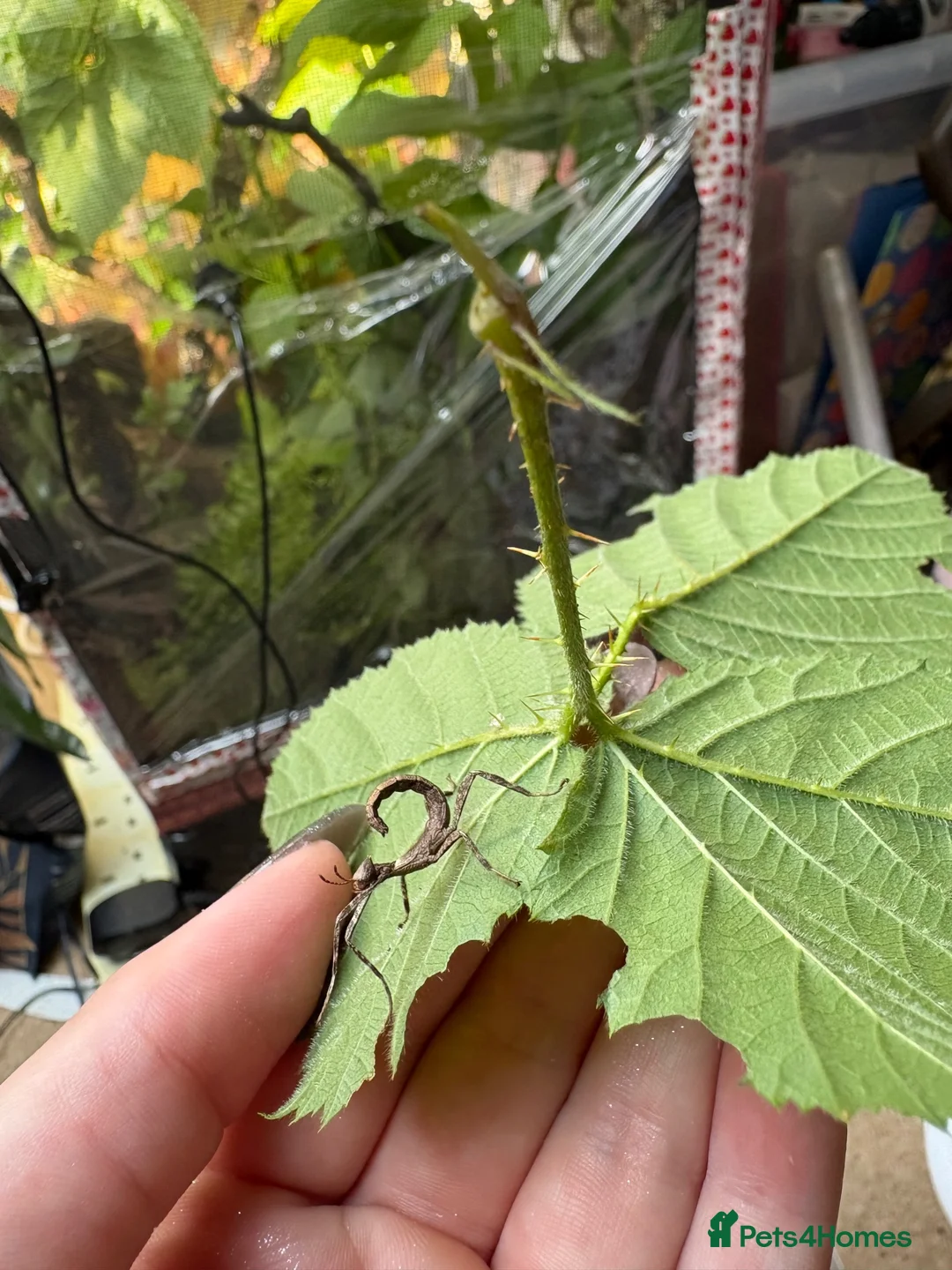Stick Insects invertebrates for sale: Giant Prickly stick insect - Advert 2