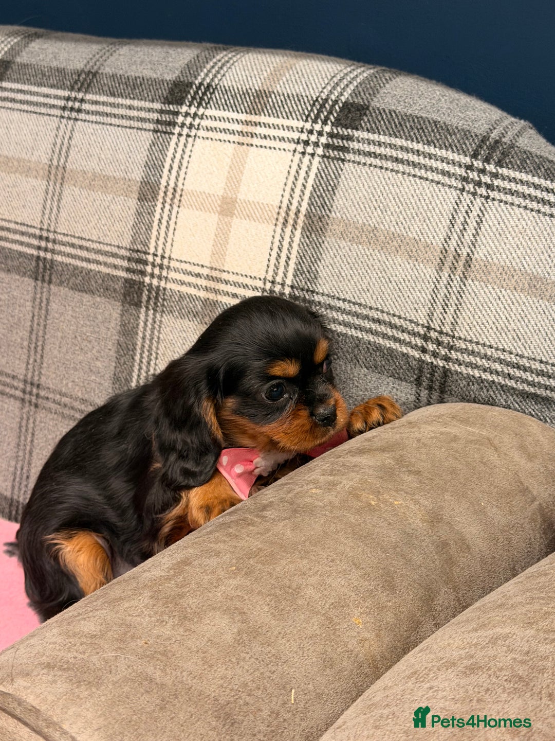 Cavalier King Charles Spaniel dogs for sale: 🐶 Beautiful Cavalier King Charles  Puppies 🐶 - Advert 4