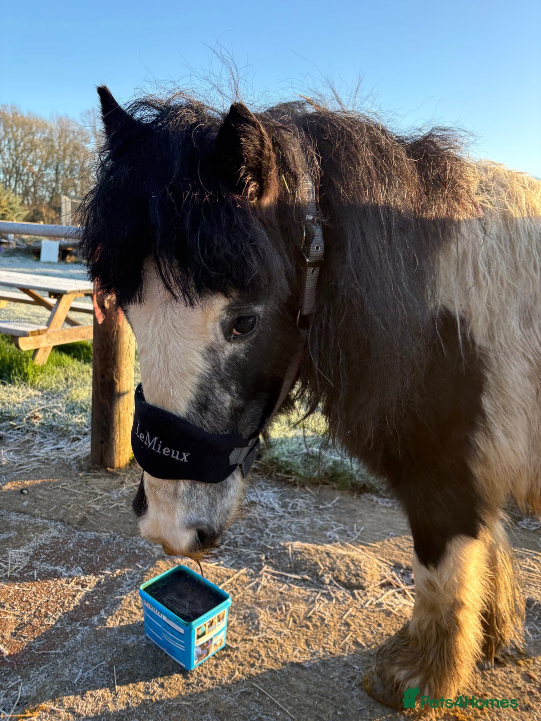 Irish Cob horses for sale: Duchess  - Advert 10
