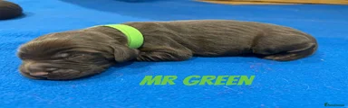 Mr Green