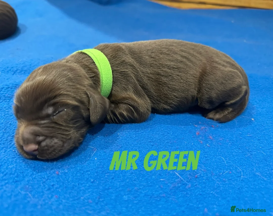 Sprocker dogs for sale: Fully Health Tested Sprocker Puppies  - Advert 7