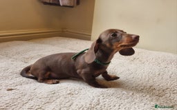 Miniature Dachshund dogs for sale: Gorgeous Mini Smooth Dachshunds Ready Now - Image 25